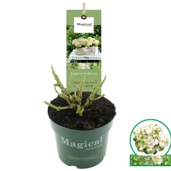 ohgreen Struiken|Ecocheques|Hortensia magical p17