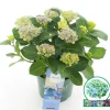 ohgreen Struiken|Ecocheques|Hortensia magical revolution blauw p23