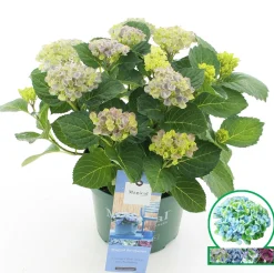 ohgreen Struiken|Ecocheques|Hortensia magical revolution blauw p23