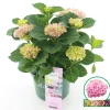 ohgreen Struiken|Ecocheques|Hortensia magical revolution roze p23