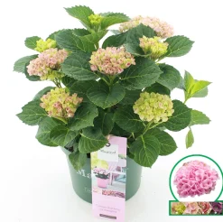 ohgreen Struiken|Ecocheques|Hortensia magical revolution roze p23
