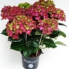 ohgreen Bloeiende Planten|Ecocheques|Hortensia rembrand rood p15 h40