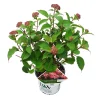 ohgreen Struiken|Ecocheques|Hortensia "ruby annabelle"