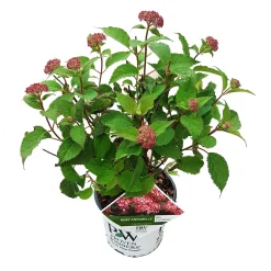 ohgreen Struiken|Ecocheques|Hortensia "ruby annabelle"