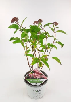 ohgreen Struiken|Ecocheques|Hortensia "ruby annabelle"