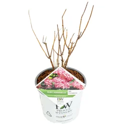 ohgreen Struiken|Ecocheques|Hortensia 