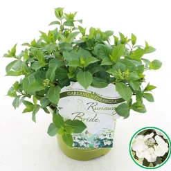 ohgreen Struiken|Ecocheques|Hortensia runaway bride ( Slingerhortensia )