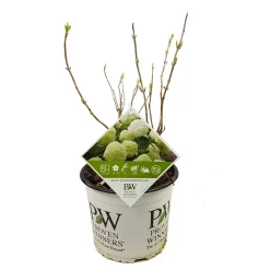 ohgreen Struiken|Ecocheques|Hortensia strong annabelle p19 h45 sterke takken, die rechtop blijven