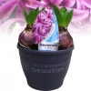 ohgreen Voorjaar|Ecocheques|Hyacinthus orientalis purple