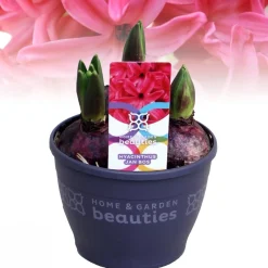ohgreen Voorjaar|Ecocheques|Hyacinthus orientalis red