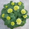 ohgreen Struiken|Ecocheques|Hydrangea macrohylla ( Hortensia )