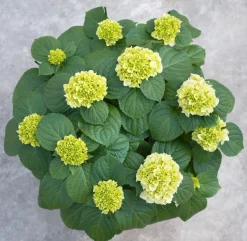 ohgreen Struiken|Ecocheques|Hydrangea macrohylla ( Hortensia )