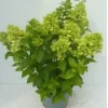 ohgreen Struiken|Ecocheques|Hydrangea paniculata
