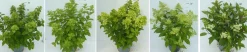 ohgreen Struiken|Ecocheques|Hydrangea paniculata