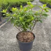 ohgreen Struiken|Ecocheques|Hydrangea paniculata 'Bobo'