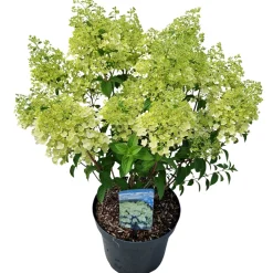 ohgreen Struiken|Ecocheques|Hydrangea paniculata 'Bobo'