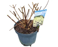 ohgreen Struiken|Ecocheques|Hydrangea paniculata 'Bobo'