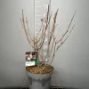 ohgreen Struiken|Ecocheques|Hydrangea paniculata 'Candlelight'