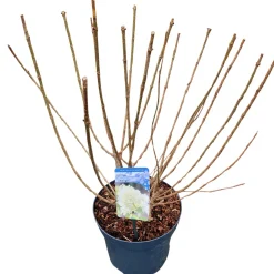 ohgreen Struiken|Ecocheques|Hydrangea paniculata 'Limelight'