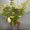 ohgreen Struiken|Ecocheques|Hydrangea paniculata 'Phantom'