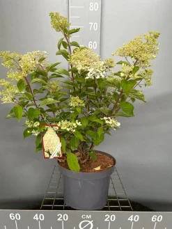 ohgreen Struiken|Ecocheques|Hydrangea paniculata 'Phantom'
