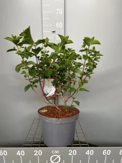 ohgreen Struiken|Ecocheques|Hydrangea paniculata 'Silver Dollar'