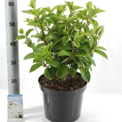 ohgreen Struiken|Ecocheques|Hydrangea paniculata 'Silver Dollar'