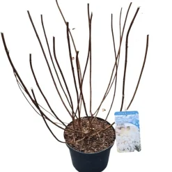 ohgreen Struiken|Ecocheques|Hydrangea paniculata 'Silver Dollar'