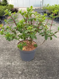 ohgreen Struiken|Ecocheques|Hydrangea paniculata 'Sundae Fraise'