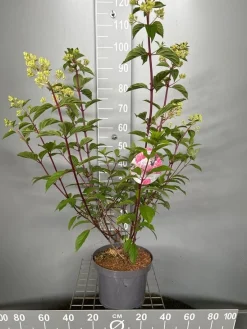 ohgreen Struiken|Ecocheques|Hydrangea paniculata 'Vanille Fraise'