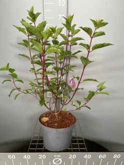 ohgreen Struiken|Ecocheques|Hydrangea paniculata 'Vanille Fraise'