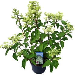 ohgreen Struiken|Ecocheques|Hydrangea paniculata 'Wim's Red'
