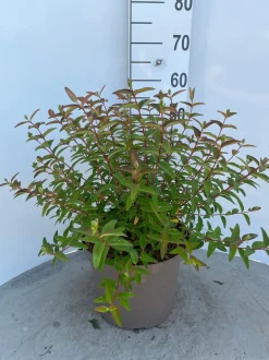 ohgreen Struiken|Ecocheques|Hypericum Hidcote ( Herfsthooi )