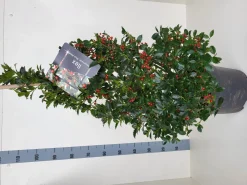 ohgreen Struiken|Ecocheques|Ilex meserveae 'Blue Maid' (hulst)