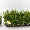 ohgreen Struiken|Ecocheques|Ilex of hulst 'dark green' struik 10-12 cm in een p9 pot
