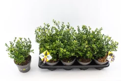 ohgreen Struiken|Ecocheques|Ilex of hulst 'dark green' struik 10-20 cm potmaat 14