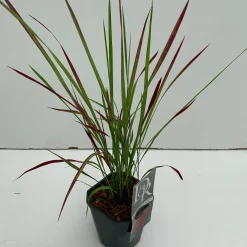 ohgreen Vaste Planten|Ecocheques|Imperata cylindrica Red Baron ( Japans bloedgras )