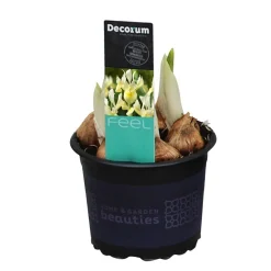 ohgreen Voorjaar|Ecocheques|Iris reticulata Katherine's Gold