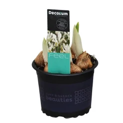 ohgreen Voorjaar|Ecocheques|Iris reticulata Louise