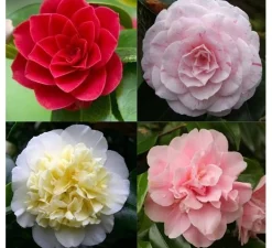 ohgreen Struiken|Ecocheques|Japanse camelia p19