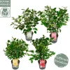 ohgreen Struiken|Ecocheques|Japanse camelia p19 h50