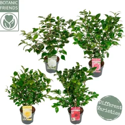 ohgreen Struiken|Ecocheques|Japanse camelia p19 h50