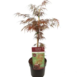 ohgreen Struiken|Ecocheques|Japanse esdoorn garnet p19 h50