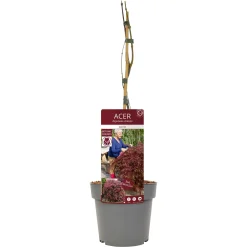ohgreen Struiken|Ecocheques|Japanse esdoorn garnet p19 h50