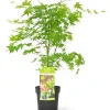 ohgreen Struiken|Ecocheques|Japanse esdoorn going green p19