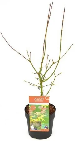 ohgreen Struiken|Ecocheques|Japanse esdoorn 'jerre schwartz' p19 h50