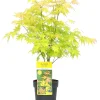 ohgreen Struiken|Ecocheques|Japanse esdoorn orange dream p19 h50