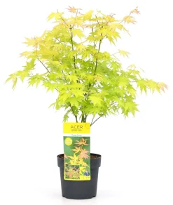 ohgreen Struiken|Ecocheques|Japanse esdoorn orange dream p19 h50