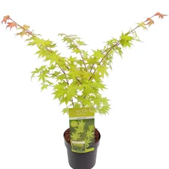 ohgreen Struiken|Ecocheques|Japanse esdoorn summer gold p19 h55