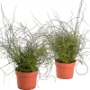 ohgreen Groene Planten|Ecocheques|Juncus effusus ( Dwergrus )